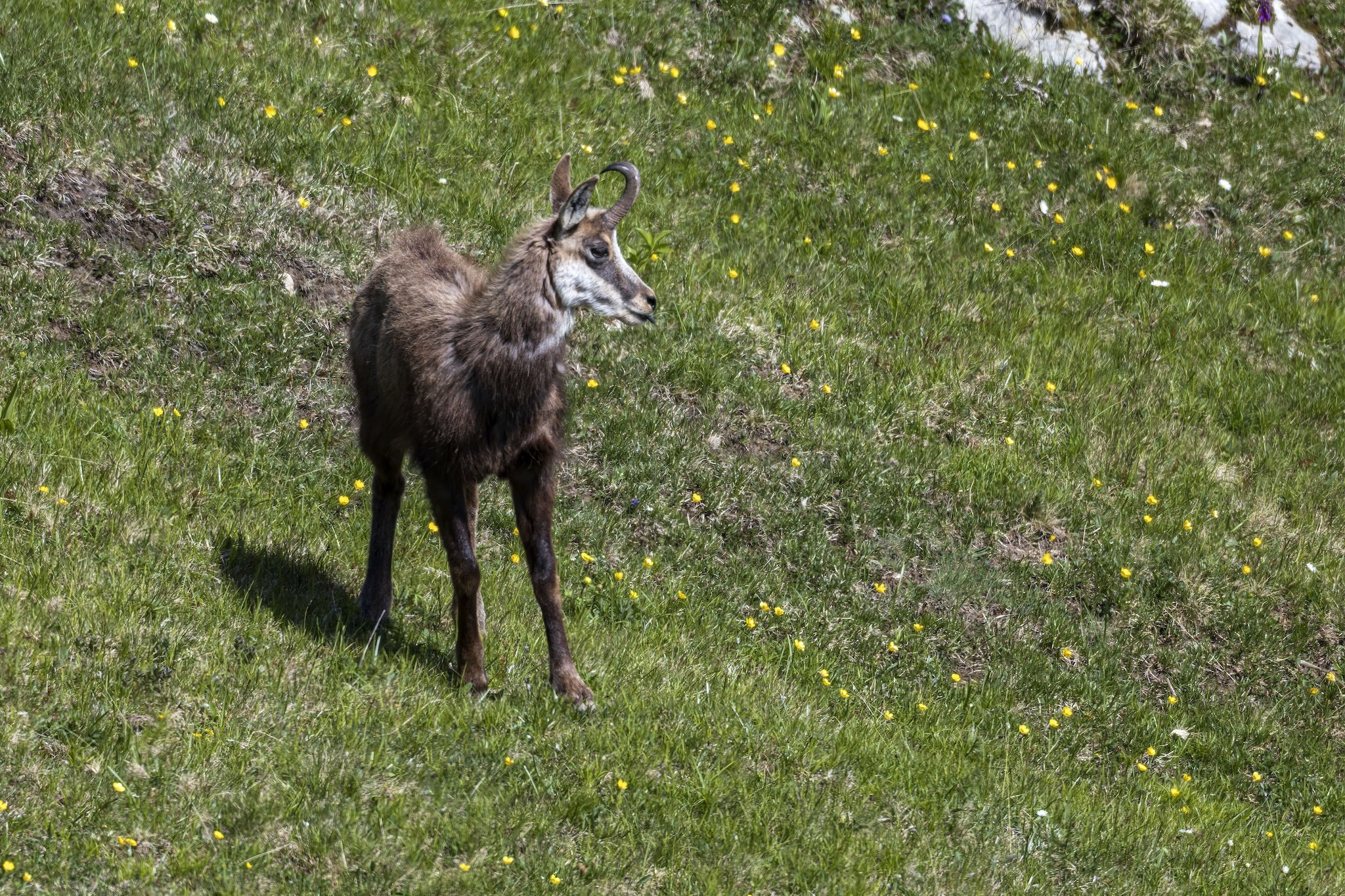 Sortie Chamois