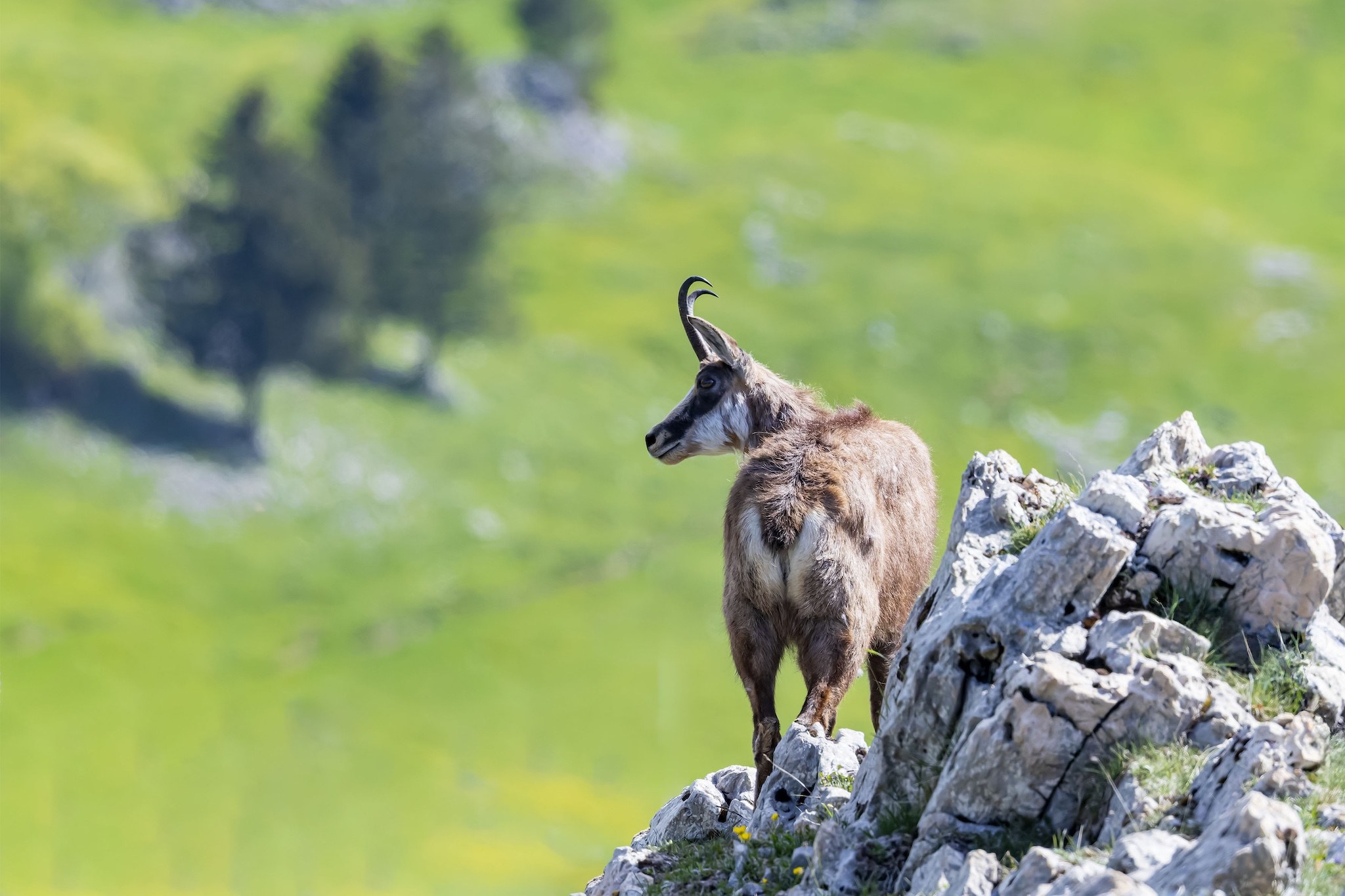 Sortie Chamois
