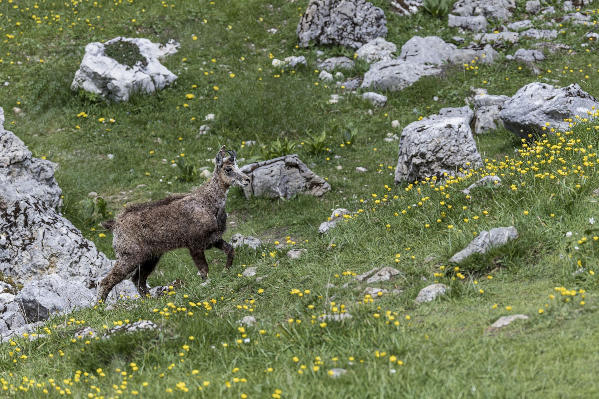 Sortie Chamois