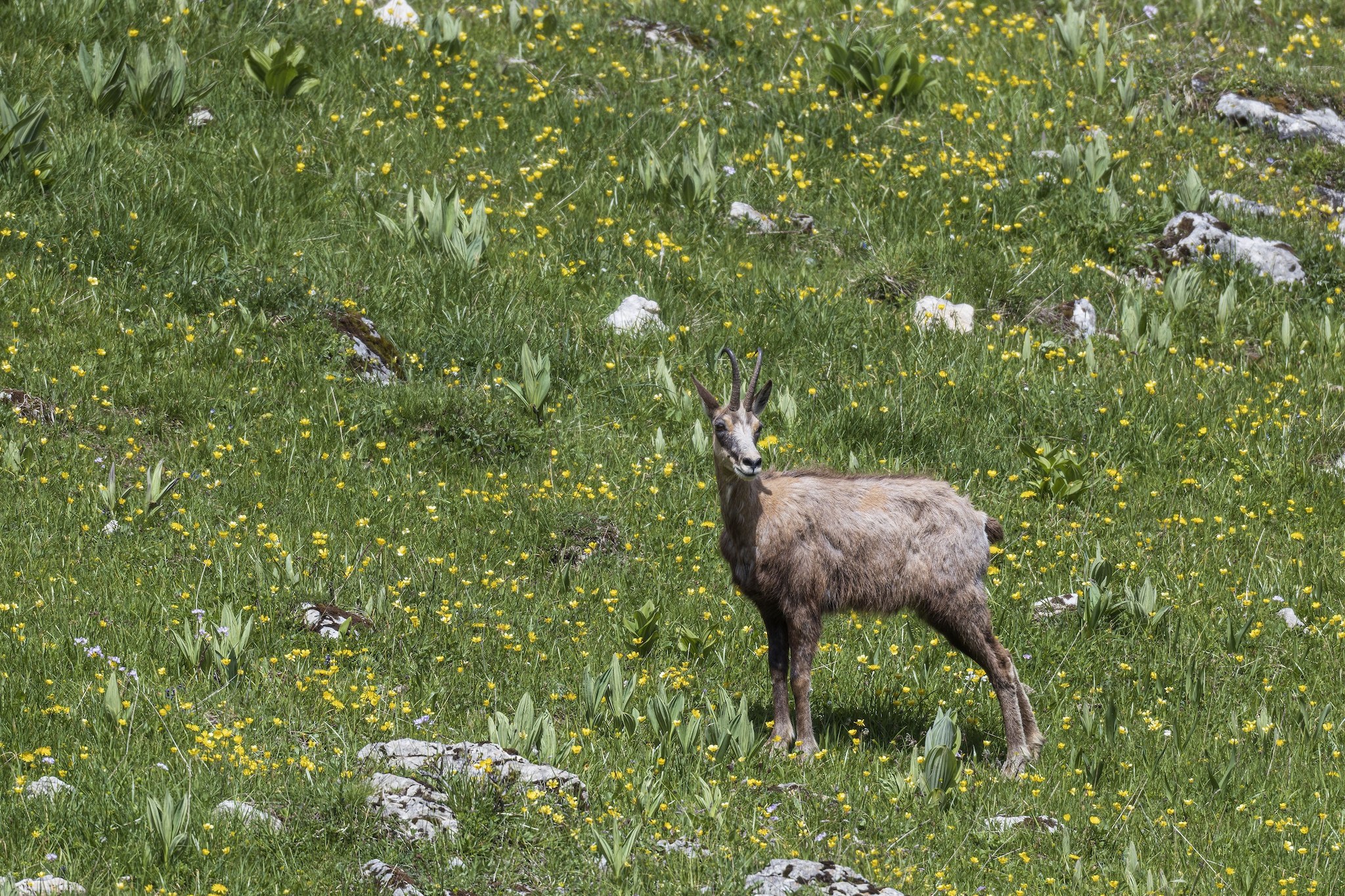 Sortie Chamois