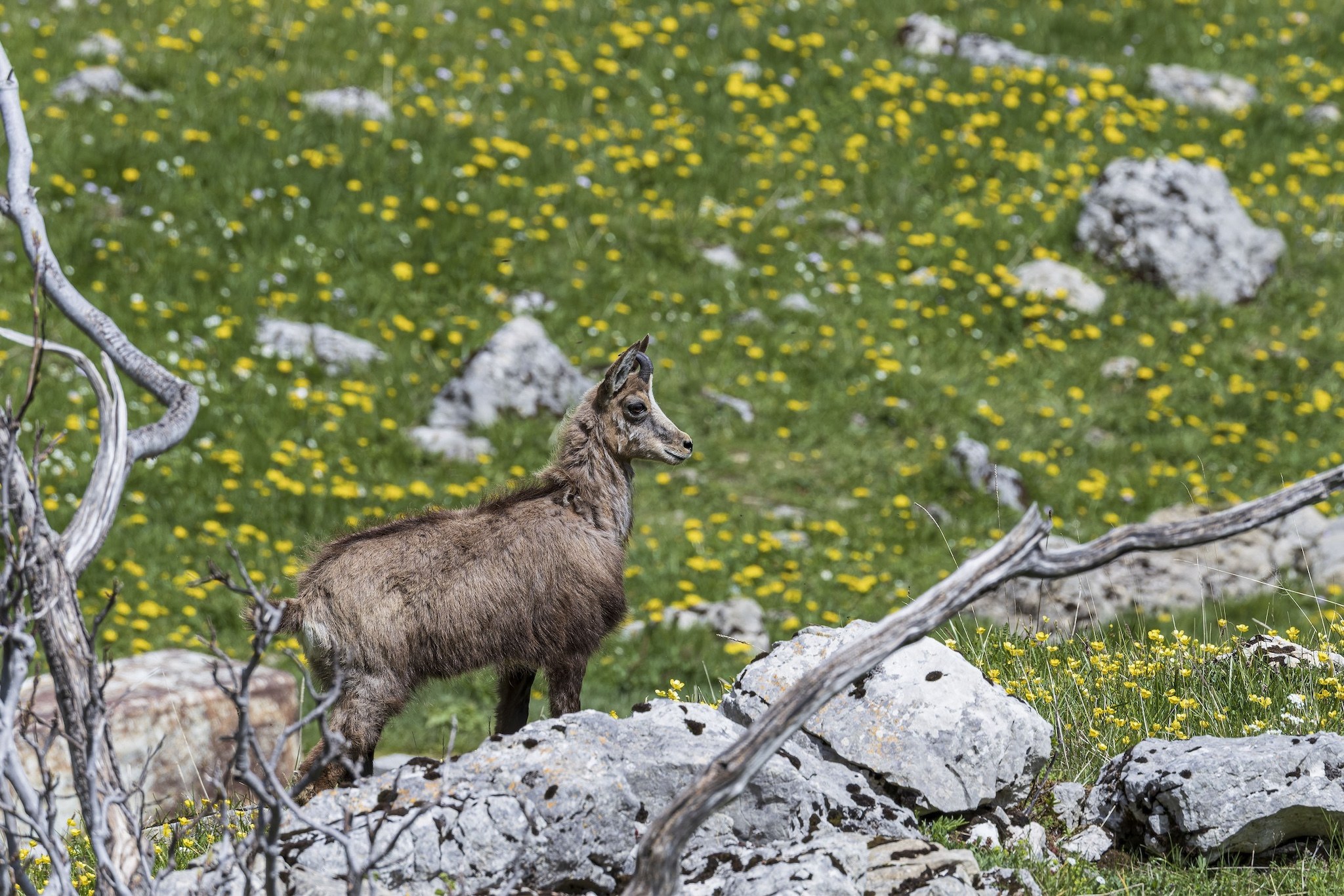 Sortie Chamois
