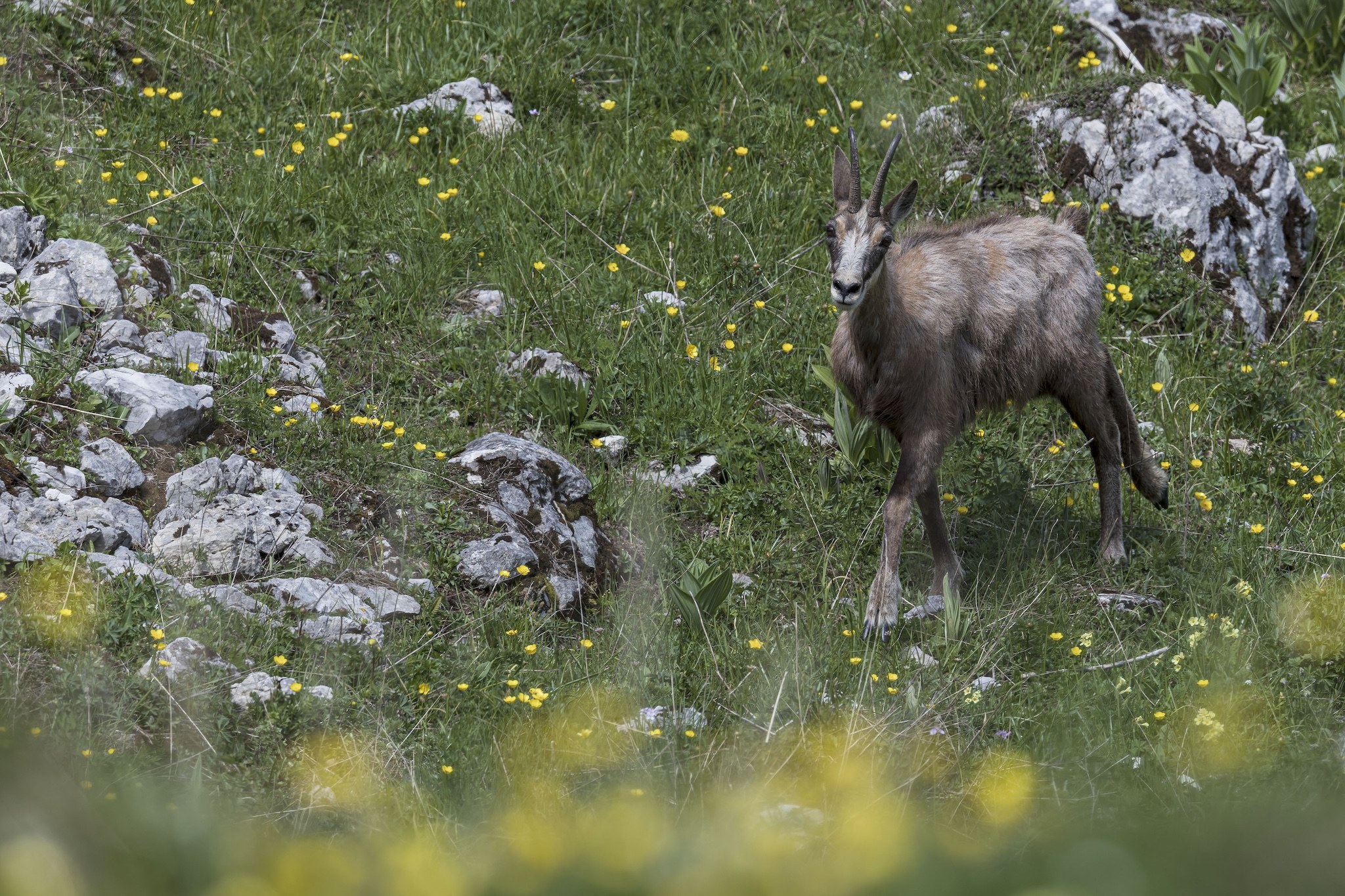 Sortie Chamois