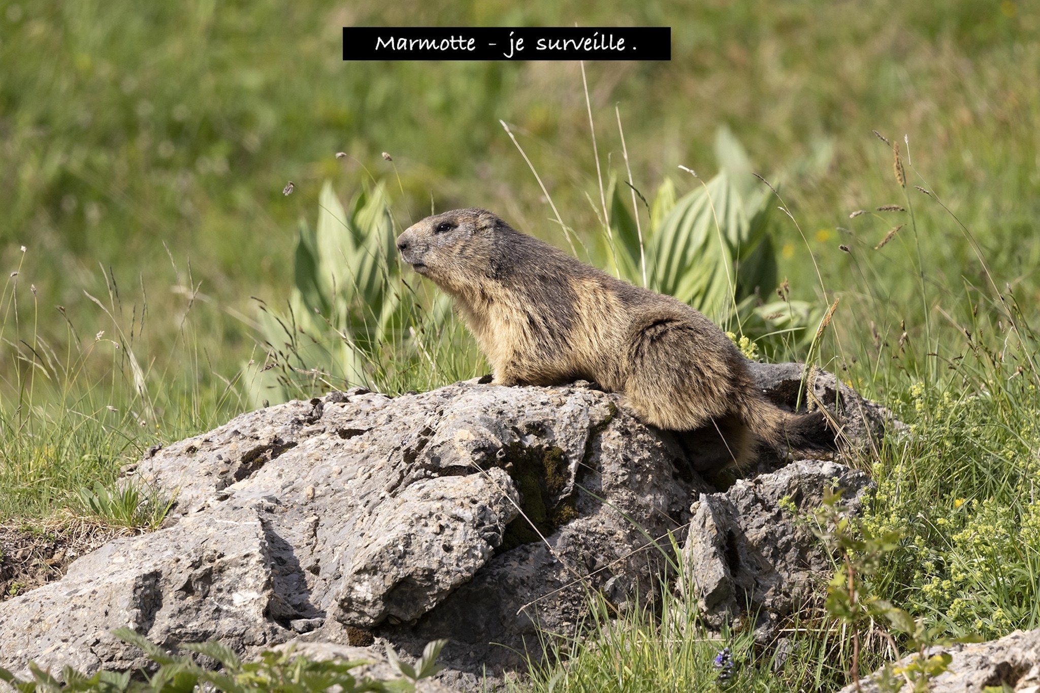 Sortie Marmotte