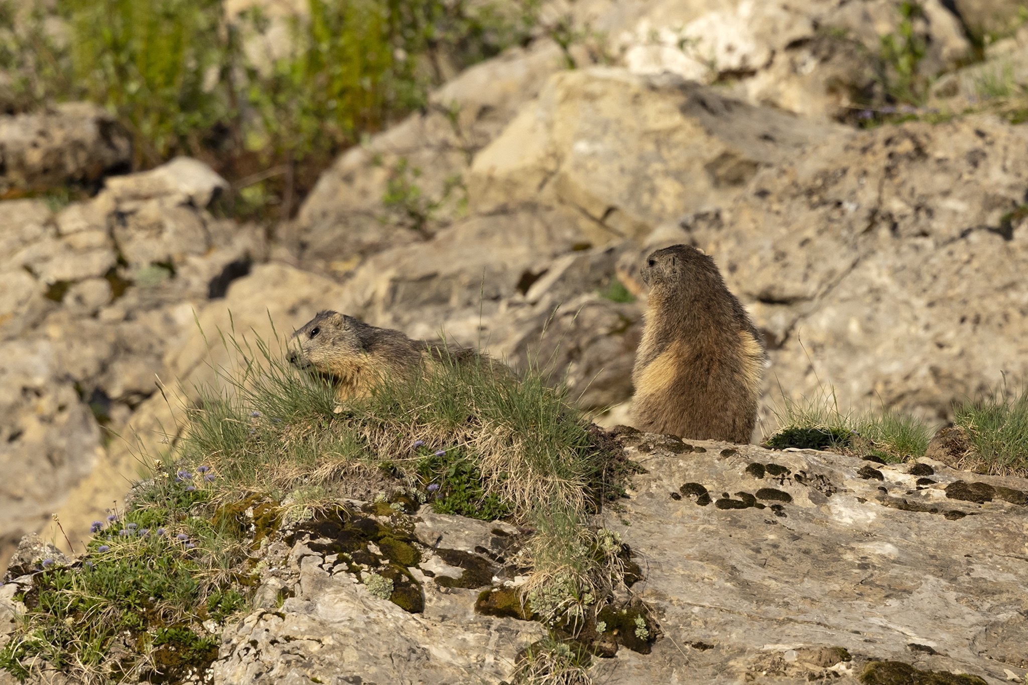 Sortie Marmotte