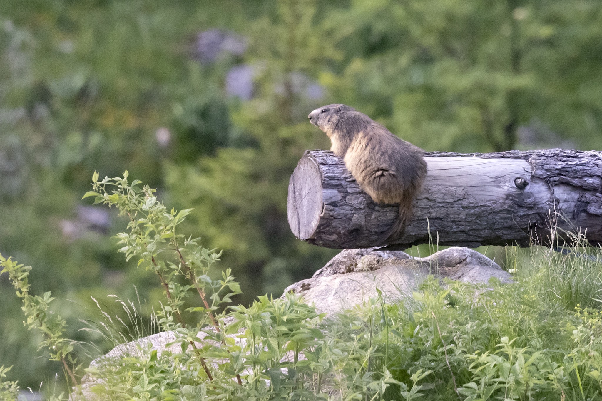 Sortie Marmotte