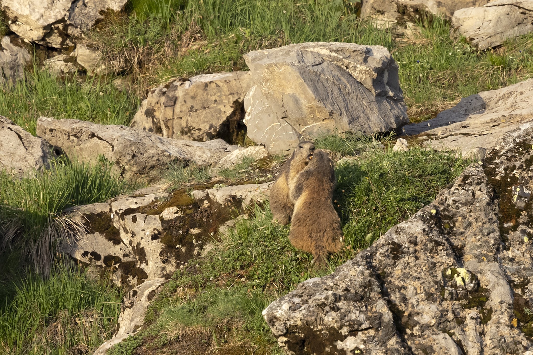 Sortie Marmotte