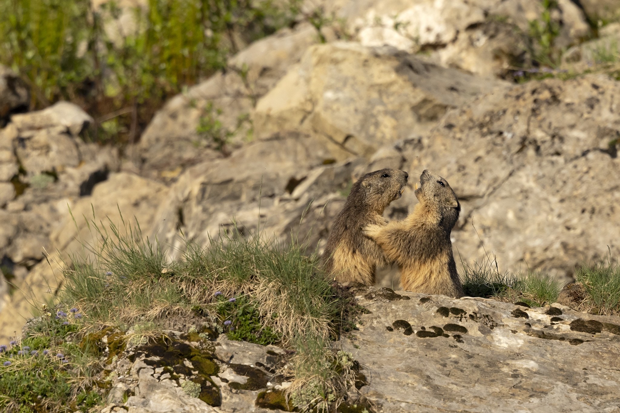 Sortie Marmotte
