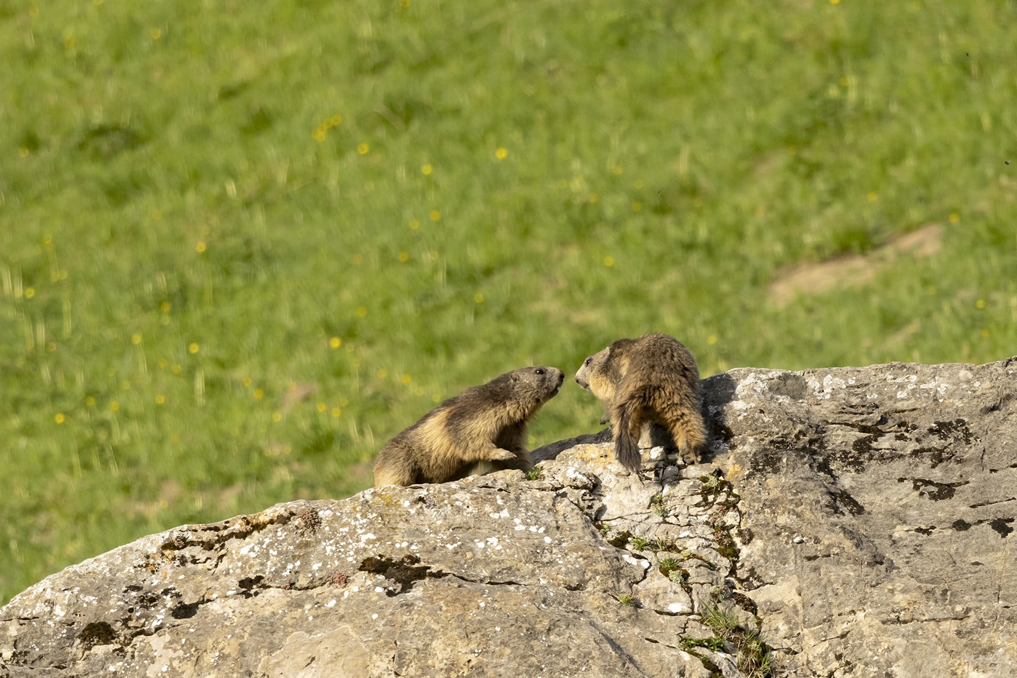 Sortie Marmotte