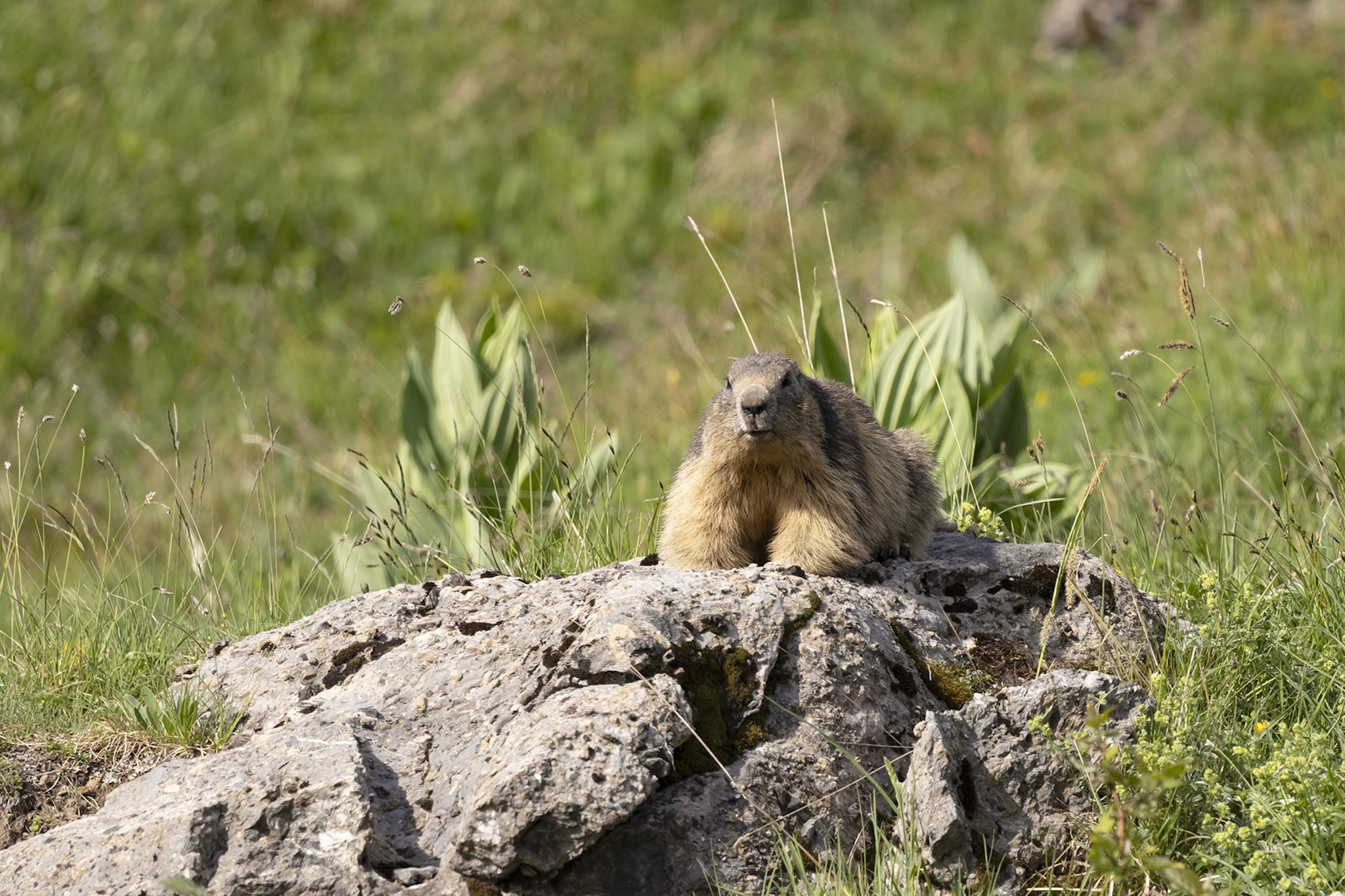 Sortie Marmotte