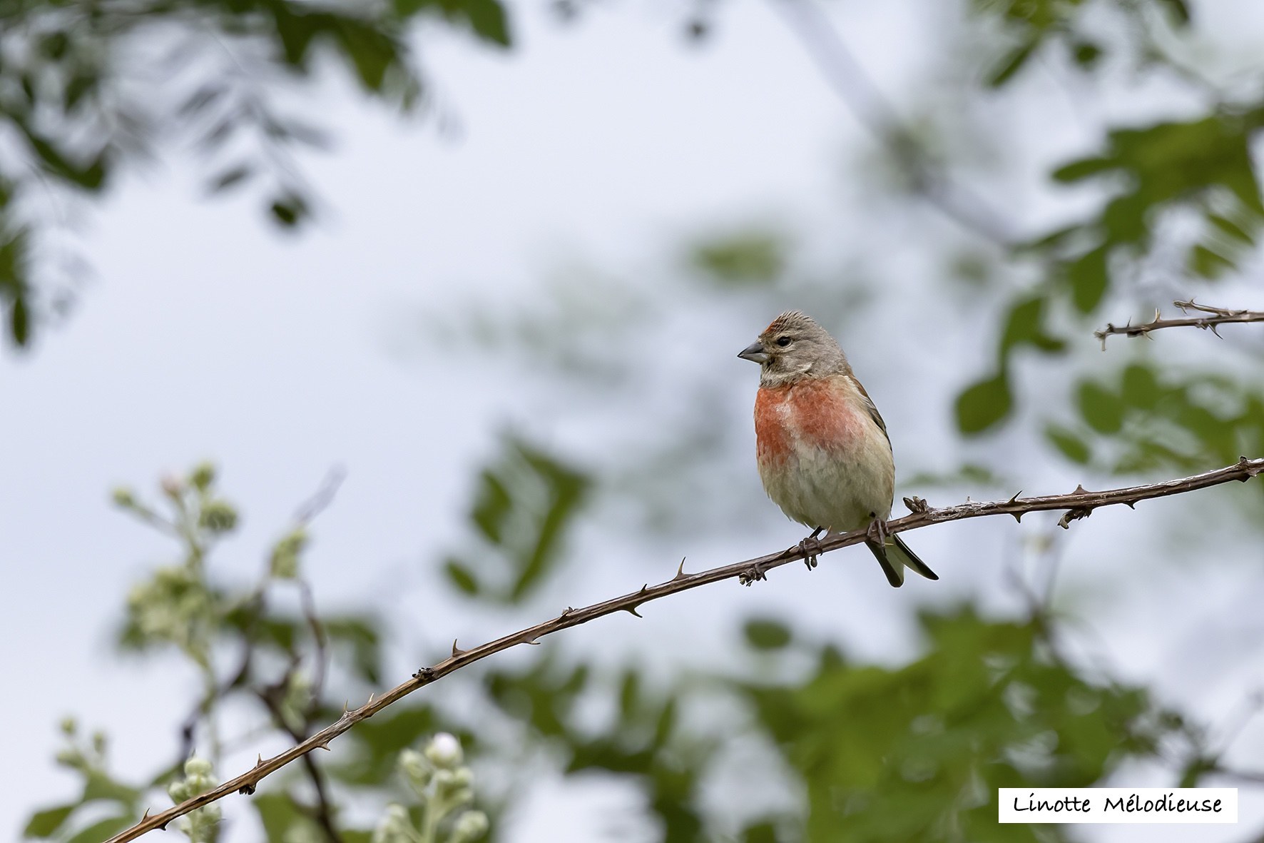 Oiseaux