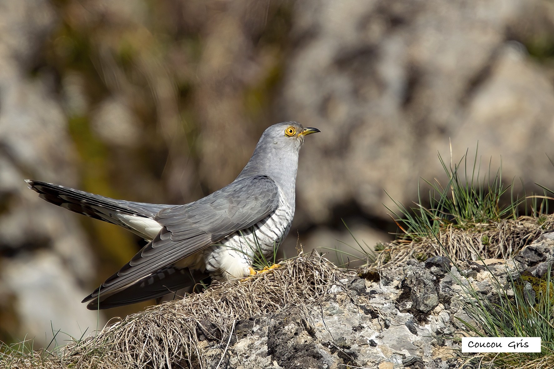 Oiseaux