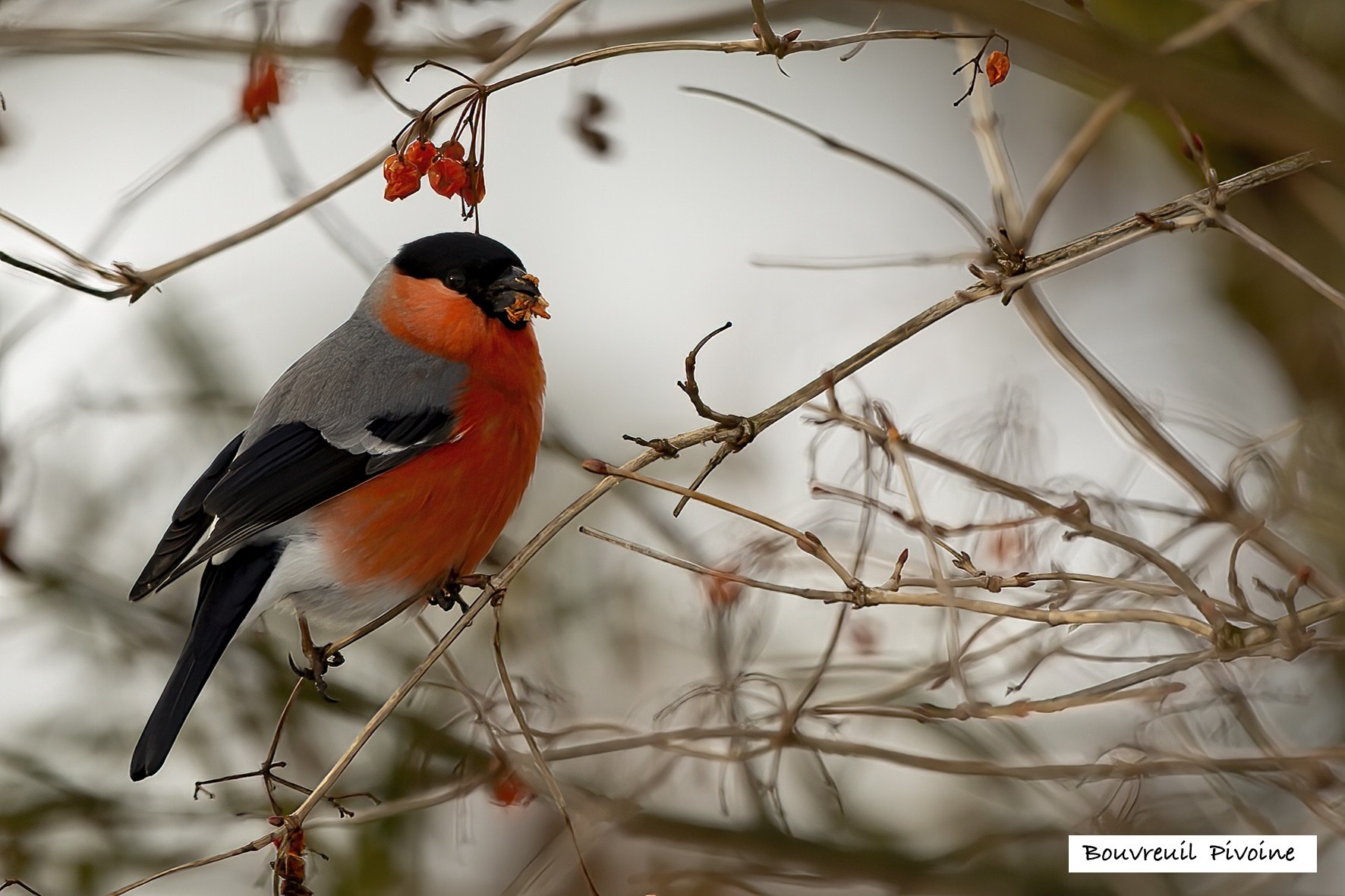 Oiseaux