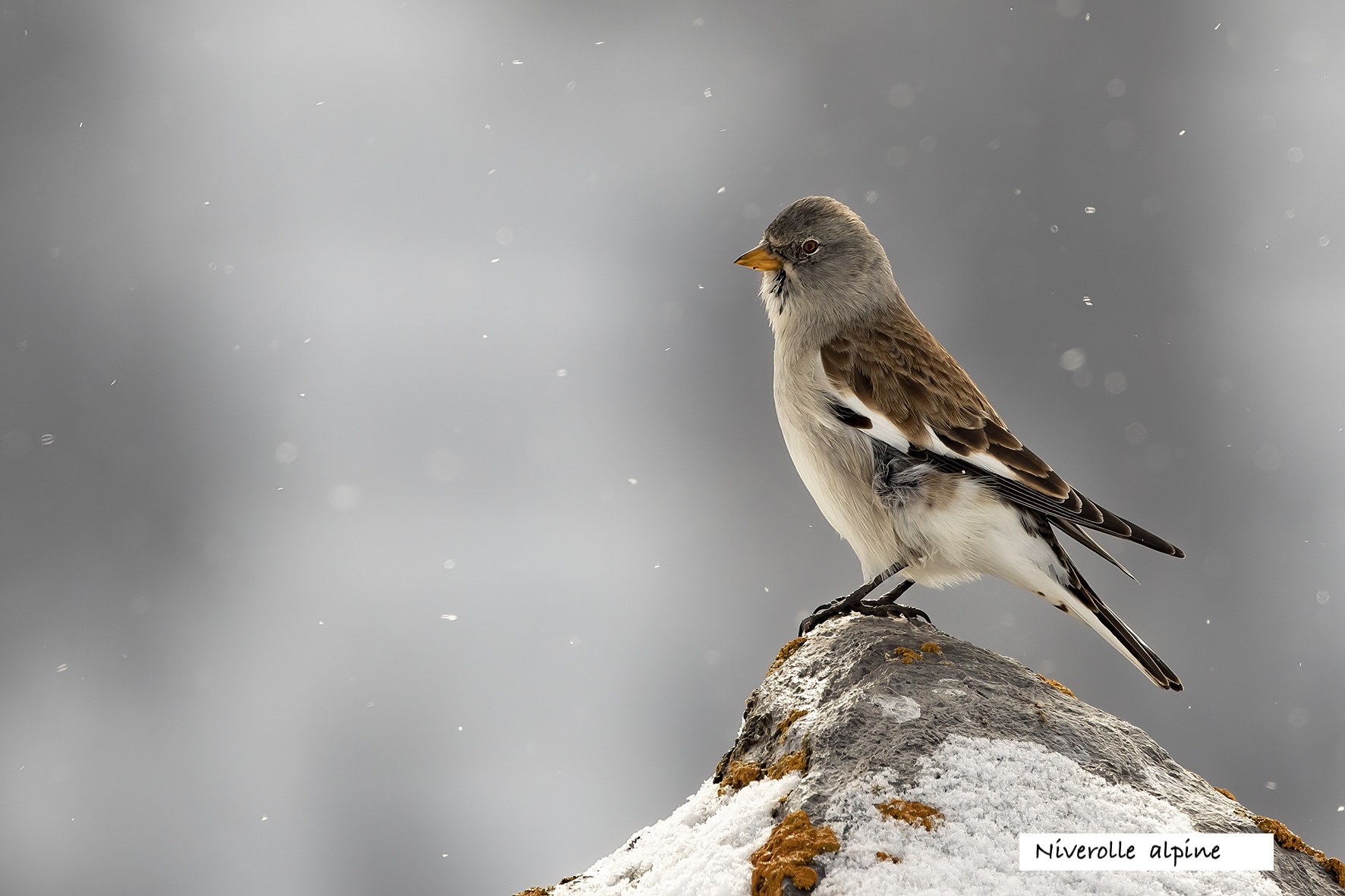 Oiseaux