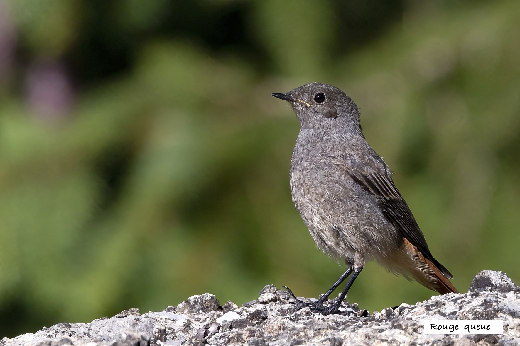 Oiseaux