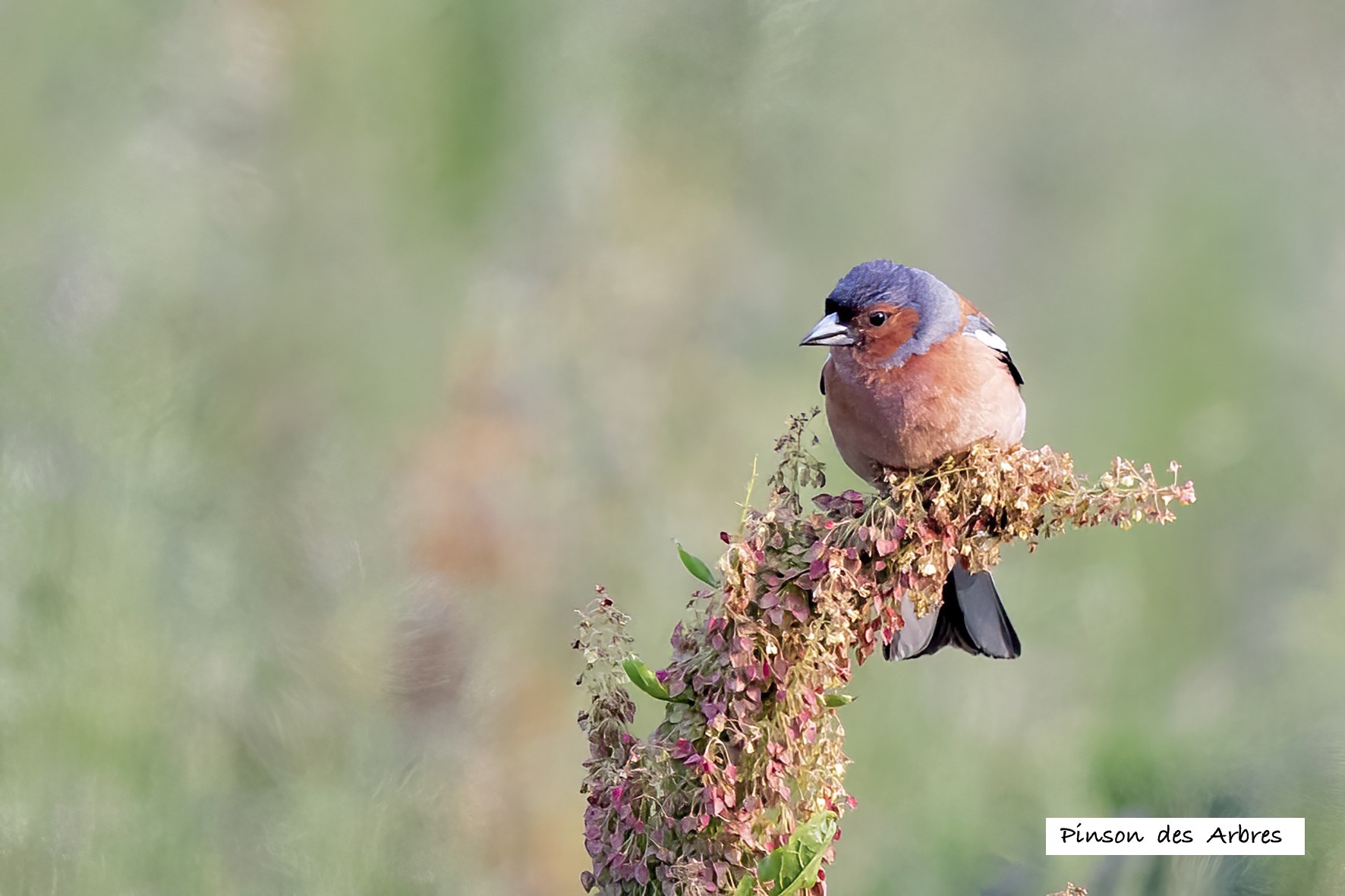 Oiseaux