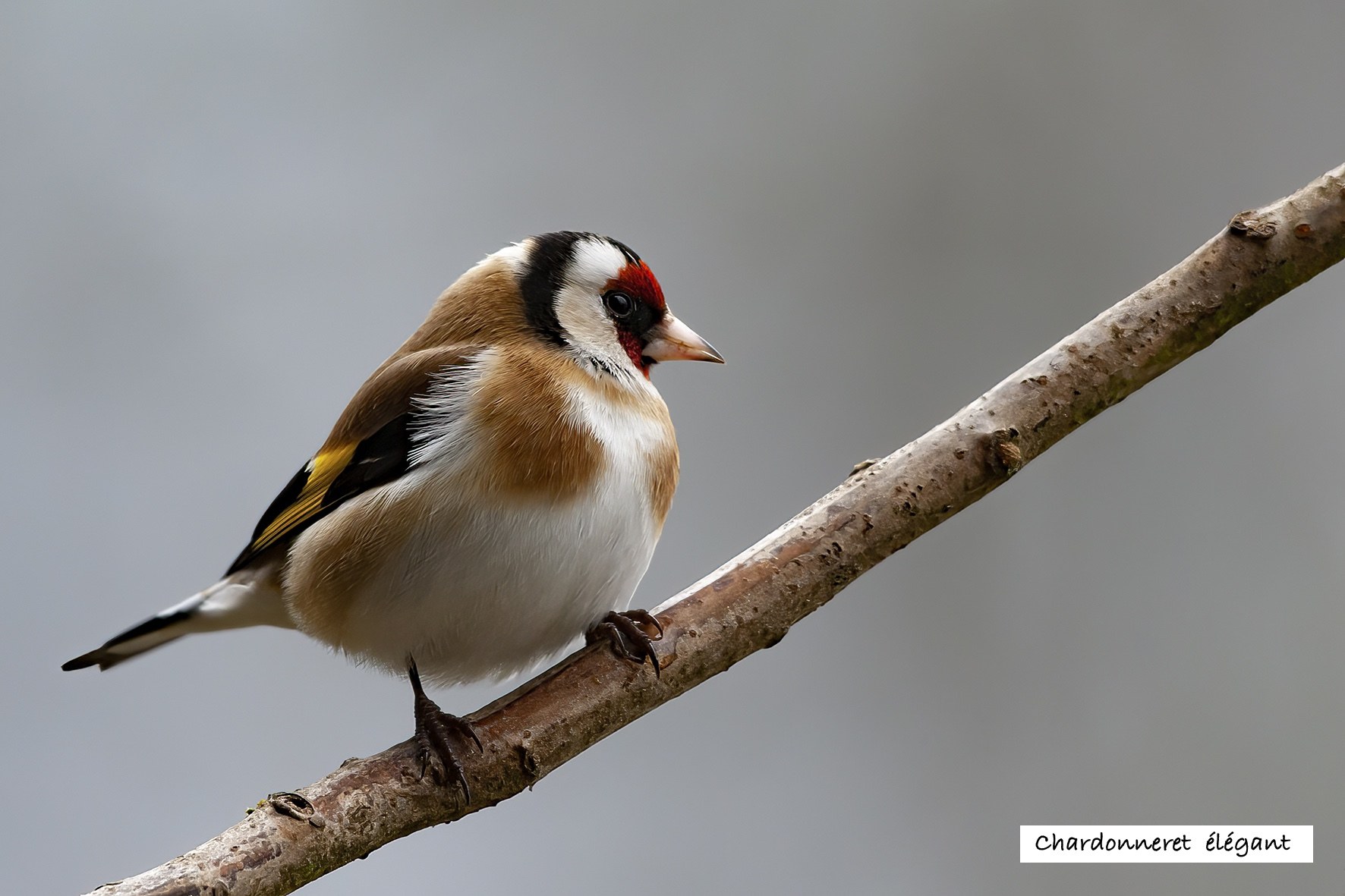 Oiseaux